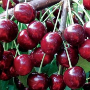 فروش انواع نهال  گیلاس