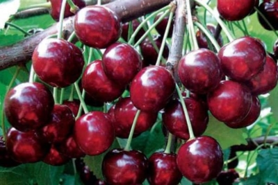 فروش انواع نهال  گیلاس