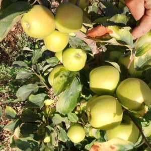 فروش انواع نهال سیب سبز