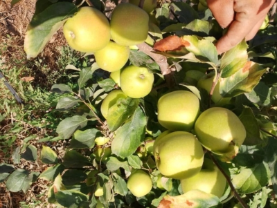 فروش انواع نهال سیب سبز