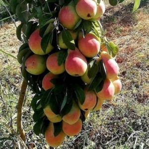 نهال انواع گلابی