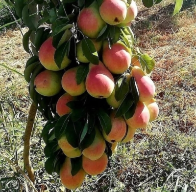 نهال انواع گلابی