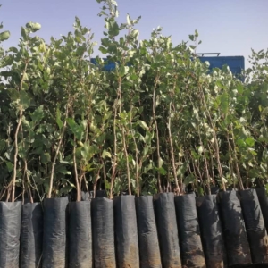 فروش انواع نهال