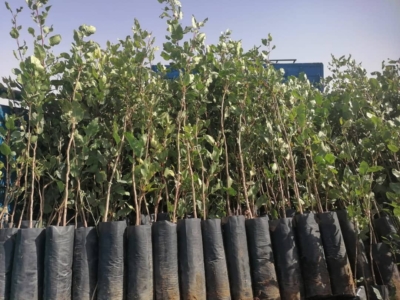 فروش انواع نهال