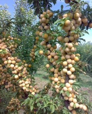 فروش انواع آلو  زرد