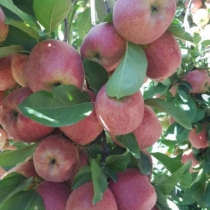 فروش انواع نهال سیب قرمز