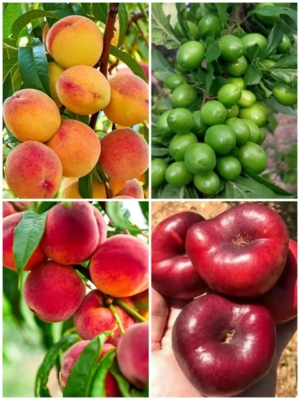 فروش انواع نهال های شابلون گوجه سبز  هلو