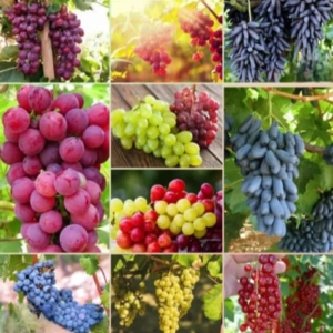 نهال انواع انگور