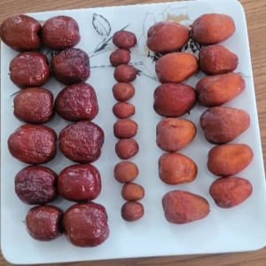 انواع نهال عناب